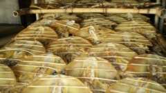 福建石狮|墨鱼烘干机项目