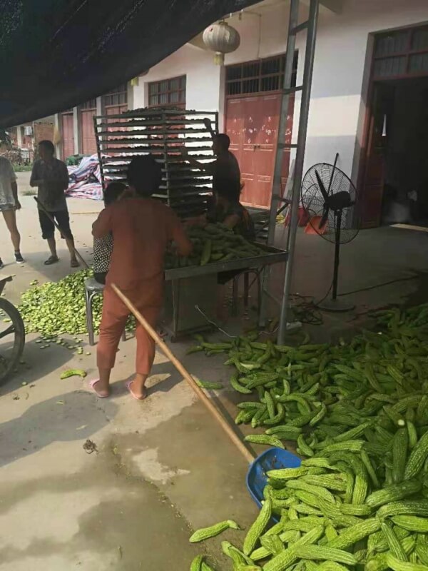 苦瓜烘干