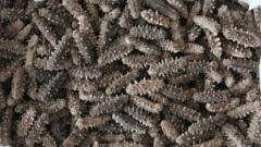 高温热泵烘干机在海参烘干行业的应用