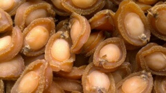 福建东山|鲍鱼烘干项目