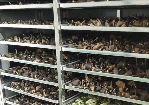茶树菇烘干机