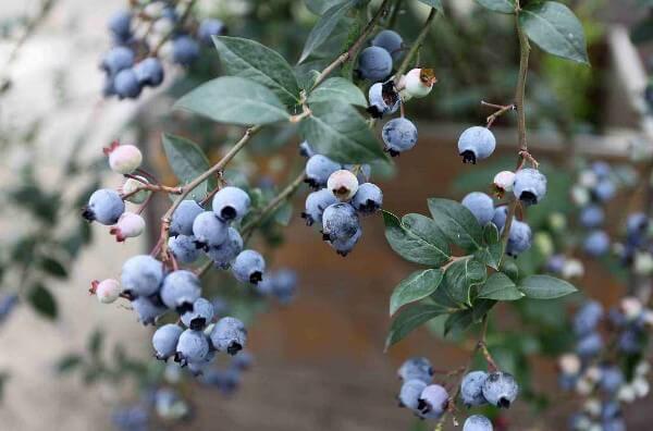 蓝莓