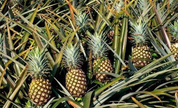 菠萝