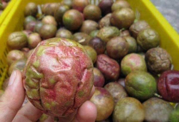 百香果烘干工艺