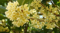 高温热泵烘干机在桂花烘干行业中的应用