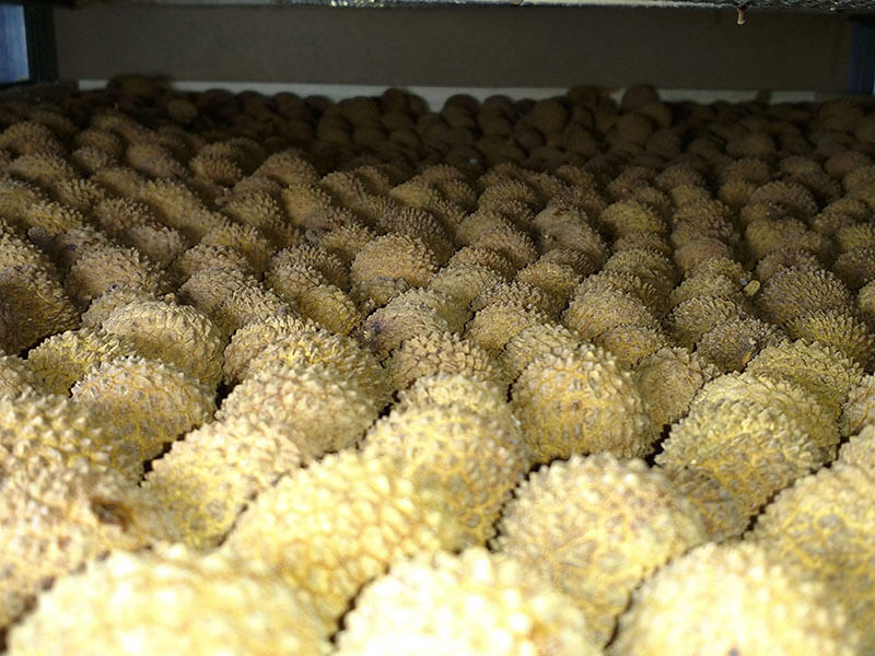 荔枝烘干