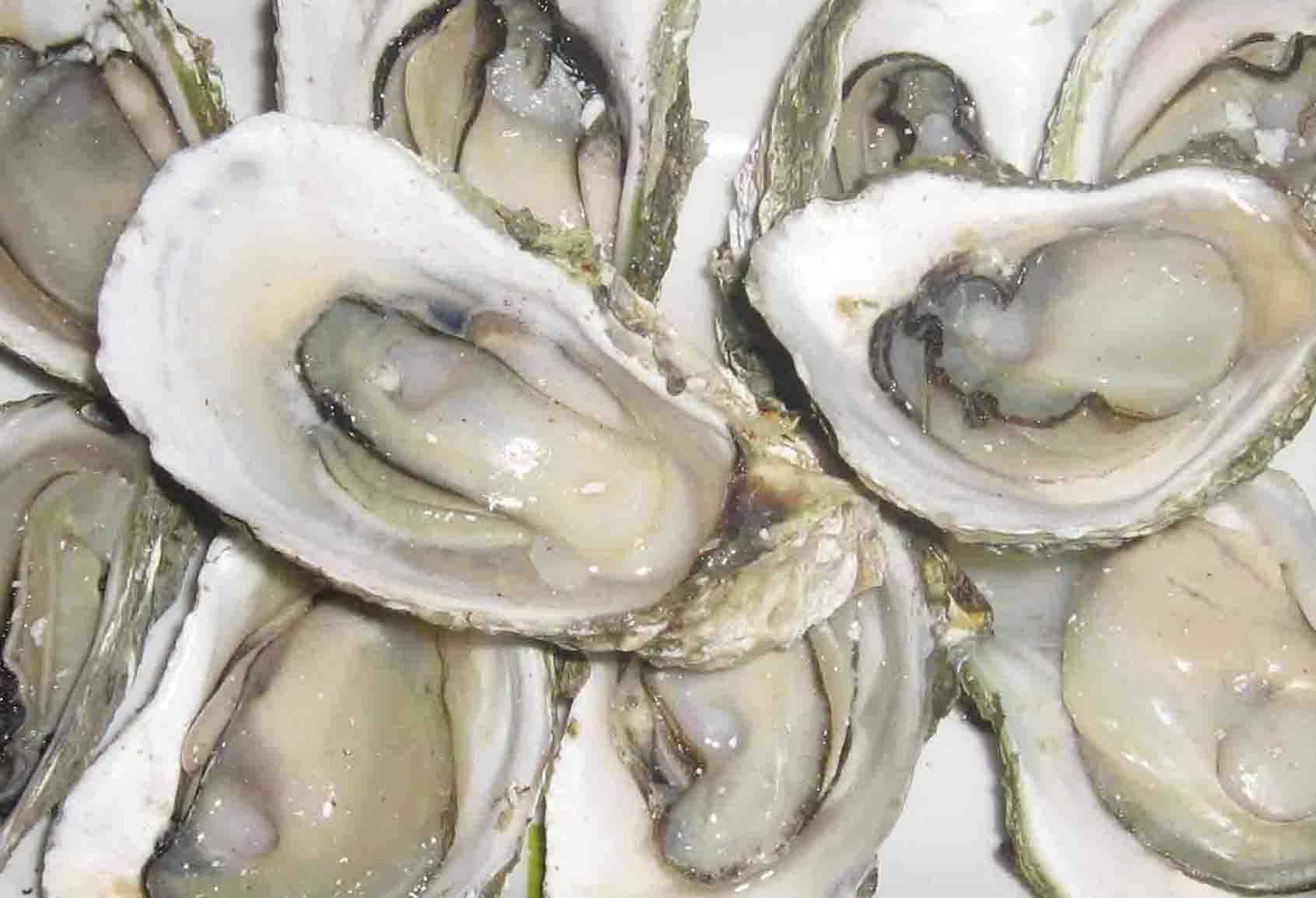 新鲜牡蛎